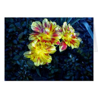 Blank card: Yellow tulips with tinges of red. card