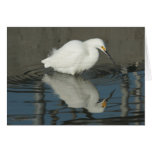 Blank customizableSnowy Egret greeting card