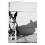 blank dog notecard