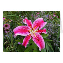 Blank Greeting Card - Stargazer Lily