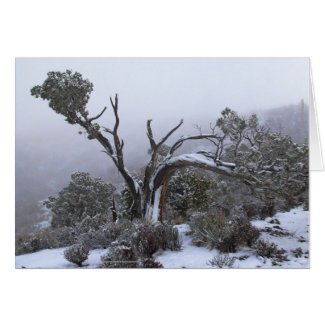 Blank Inside Winter Tree Greeting Card