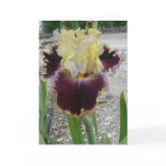 Blank Iris Card -"BATTLE OF THE BANDS"