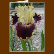 Blank Iris Card -"BATTLE OF THE BANDS" cards