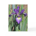 Blank Iris Card -"LINE DANCING"