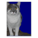~ Blank Kitty Card ~
