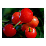 Blank Note Card: Cherries