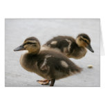 Blank Note Card, Ducklings