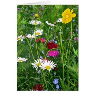 Blank Note Card: Spring Wildflowers