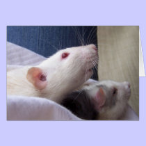 Blank Rat Card