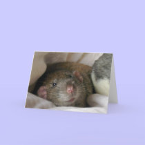 Blank Rat Card