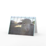Blank Sheep note cards
