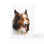 Blank Sheltie Greeting Card