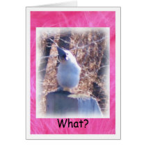 Blank Titmouse cards