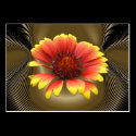 Blanket Flower ~ ATC business cards