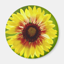 Blanket flower, gaillardia aristata  flowers refrigerator magnets