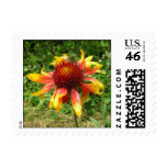 Blanket Flower Gaillardia Postage Stamps