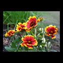Blanket Flower Group Flower Photo Poster Print