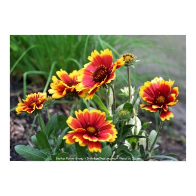 Blanket Flower Group Flower Photo Poster Print by SmilinEyesTreasures