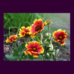 Blanket Flower Group Flower Photography Print