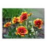 Blanket Flower Group Flow...