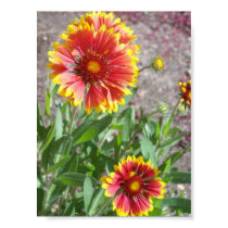 Blanket Flower in Colorado posters