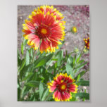 Blanket Flower in Colorado posters
