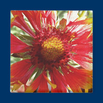 Blanket Flower magnets