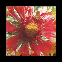 Blanket Flower magnets by DianasMoon Blanket Flower magnets