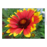 Blanket Flower Note Card Blanket Flower Note Card