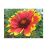 Blanket Flower Postcard Blanket Flower Postcard
