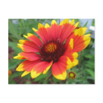 Blanket Flower Postcard postcards