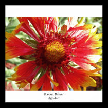 Blanket Flower posters by DianasMoon Blanket Flower posters