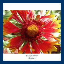 Blanket Flower posters