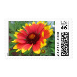 Blanket Flower Stamp
