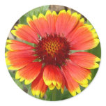 Blanket Flower Sticker