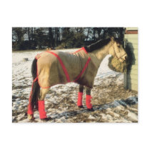 Blanketed Horse in Winter postcards by HorseLoversGifts Blanketed Horse in Winter postcards