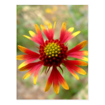 Blanketflower desert wildflower Gaillardia Post Cards