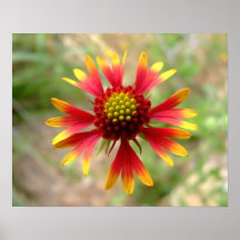 Blanketflower wildflower gaillardia poster