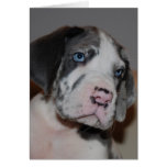 Blaue Augen Doggenwelpe Cards
