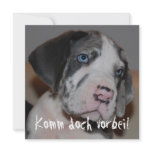 Blaue Augen Doggenwelpe Personalized Announcement