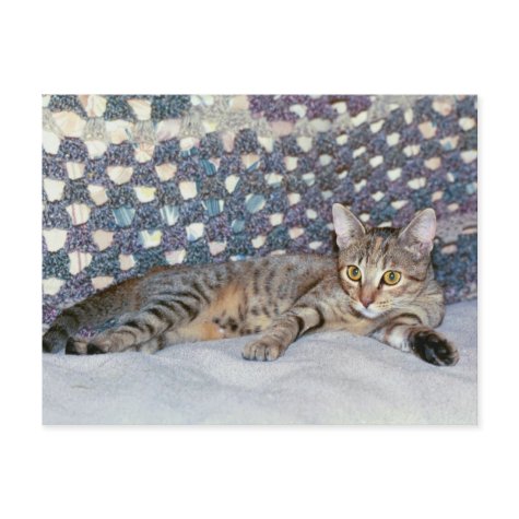 Blaze Cat & Afghan postcard