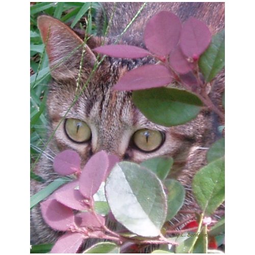 Blaze Cat Eyes Postcard postcard