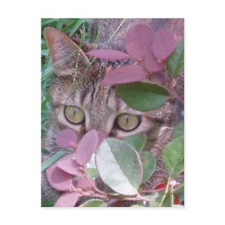 Blaze Cat Eyes Postcard postcard