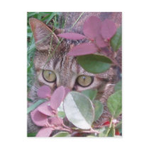 Blaze Cat Eyes Postcard by naturegirl7 Blaze Cat Eyes Postcard