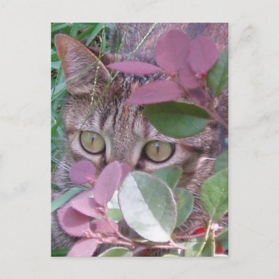 blaze cat. Blaze Cat Eyes Postcard by naturegirl7