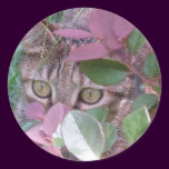 Blaze Cat Eyes Sticker stickers