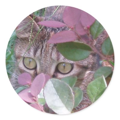 blaze cat. Photograph of Blaze, one of our rescued cats, peering through a Plum Delight Witch Hazel bush on a supervised romp outside.