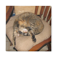 Blaze Cat Nap magnet
