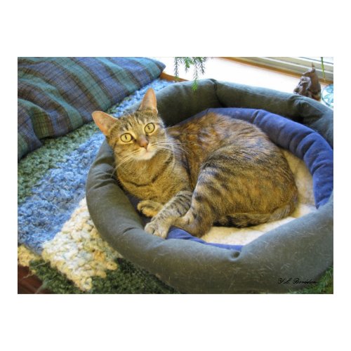 Blaze Cat Reclines print