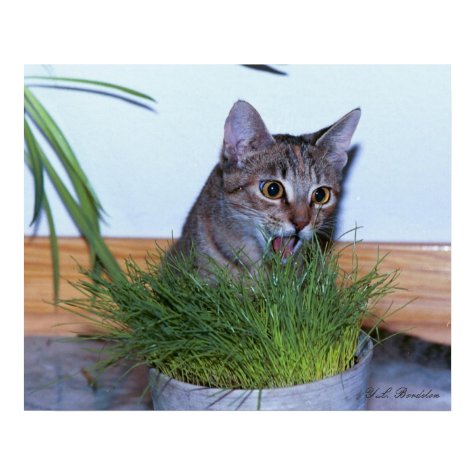 Blaze Eats Greens Poster print